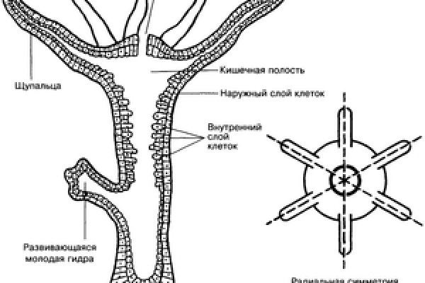 Ссылка омг новая